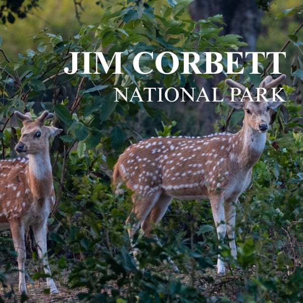Jim Corbett Trip 2025